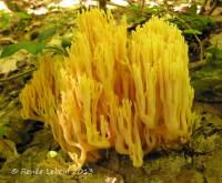 Ramaria subtilis image