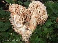 Ramaria varians image