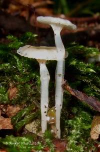 Resinomycena acadiensis image