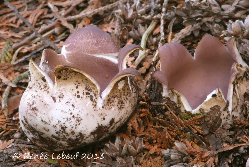 Sarcosphaera coronaria image