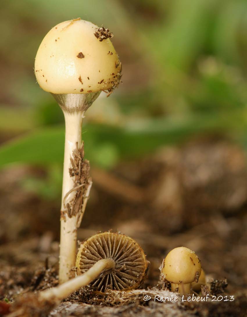 Stropharia arctica image