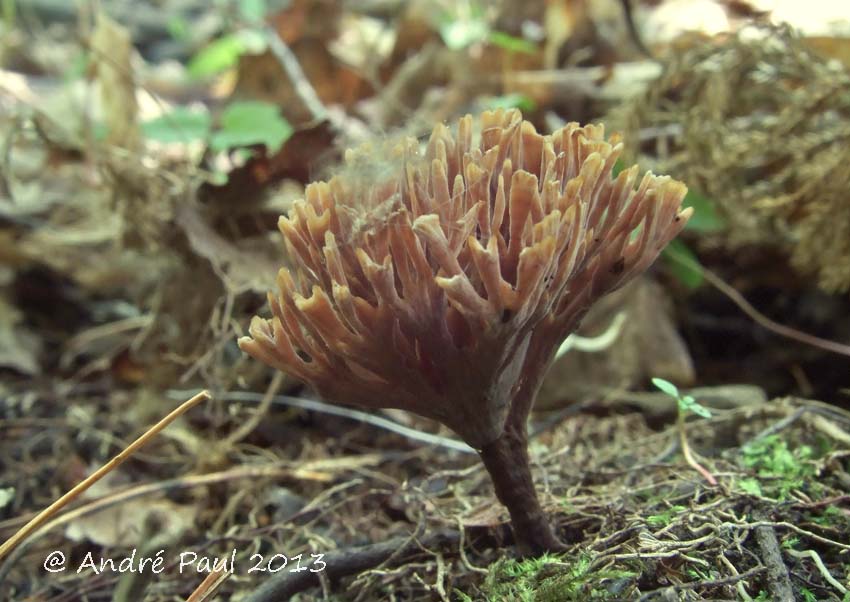 Thelephora anthocephala f. anthocephala image