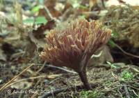 Thelephora anthocephala f. anthocephala image