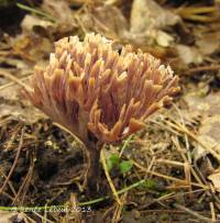 Thelephora anthocephala f. anthocephala image