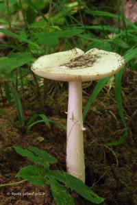 Amanita murrilliana image