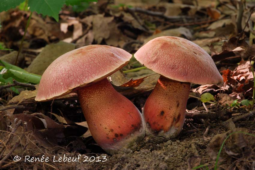 Boletus rhodosanguineus image