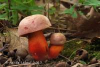 Boletus rhodosanguineus image