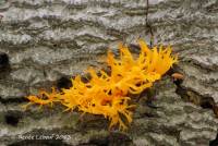 Calocera viscosa image