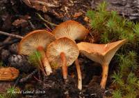 Clitocybe sinopica image