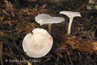 Clitocybe candicans image