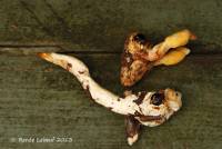 Cordyceps melolonthae image