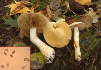 Cortinarius hedyaromaticus image