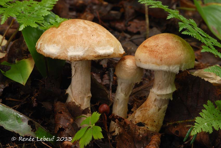 Cortinarius alborufescens image