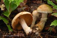 Cortinarius alborufescens image