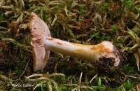 Cortinarius glaucocyanopus image