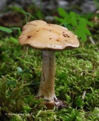 Cortinarius glaucocyanopus image