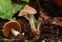 Cortinarius comptulus image