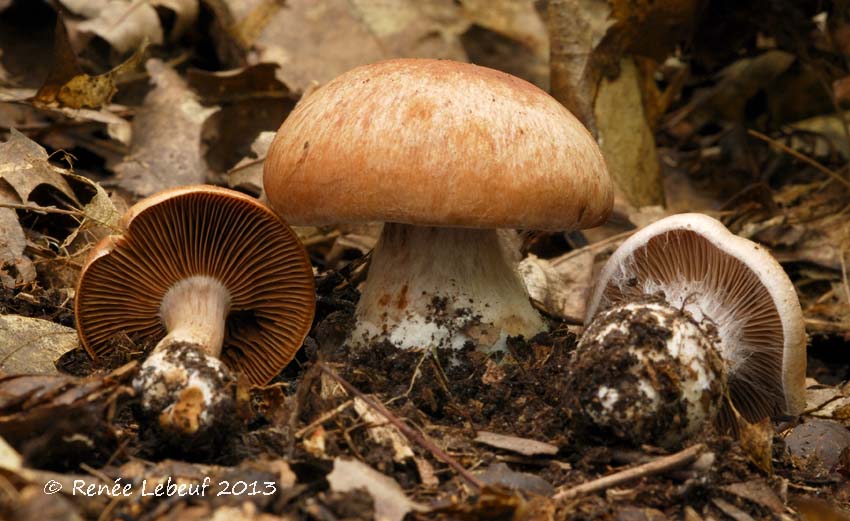 Cortinarius quercophilus image