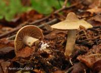 Cortinarius betuletorum image