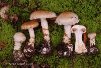 Cortinarius rusticus image