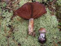 Cortinarius brunneotinctus image