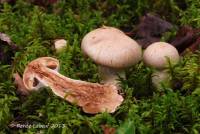 Cortinarius suberi image