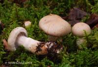 Cortinarius suberi image