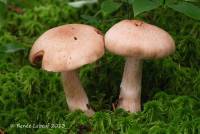 Cortinarius suberi image