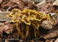 Craterellus olivaceus image