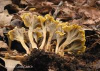 Craterellus olivaceus image