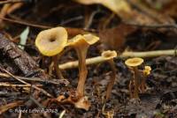 Craterellus olivaceus image