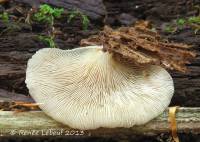 Crepidotus applanatus image