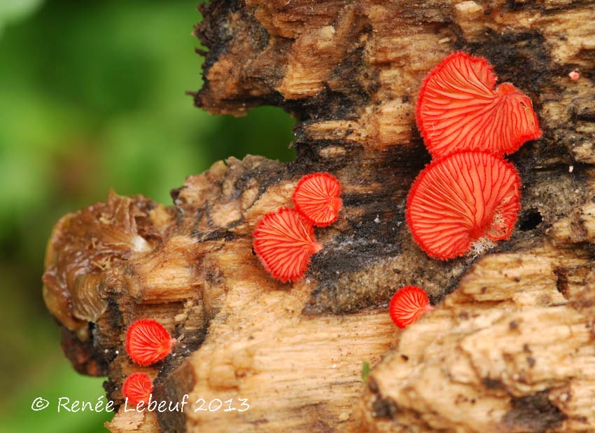 Crepidotus cinnabarinus image