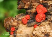 Image of Crepidotus cinnabarinus