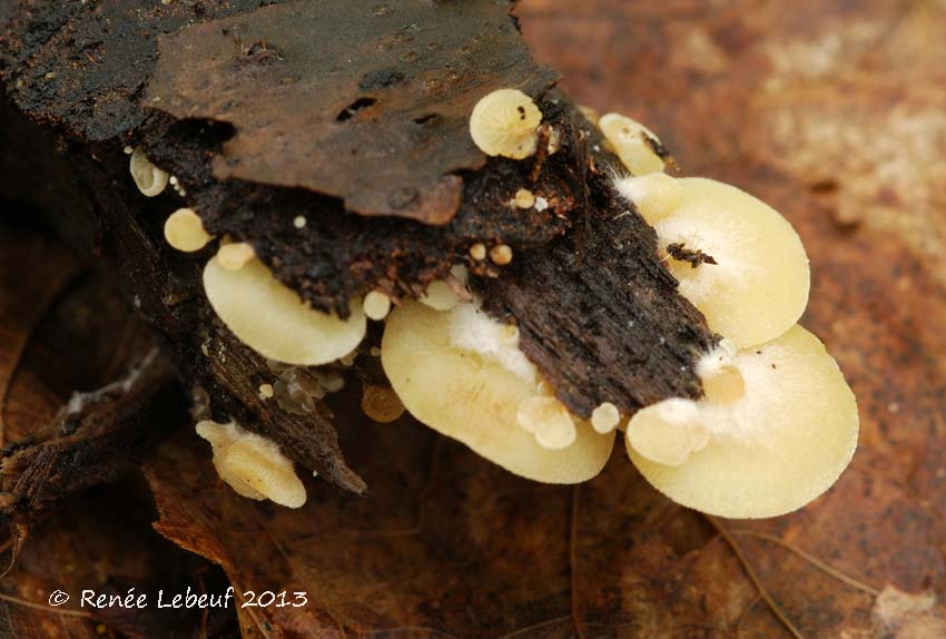 Crepidotus constans image