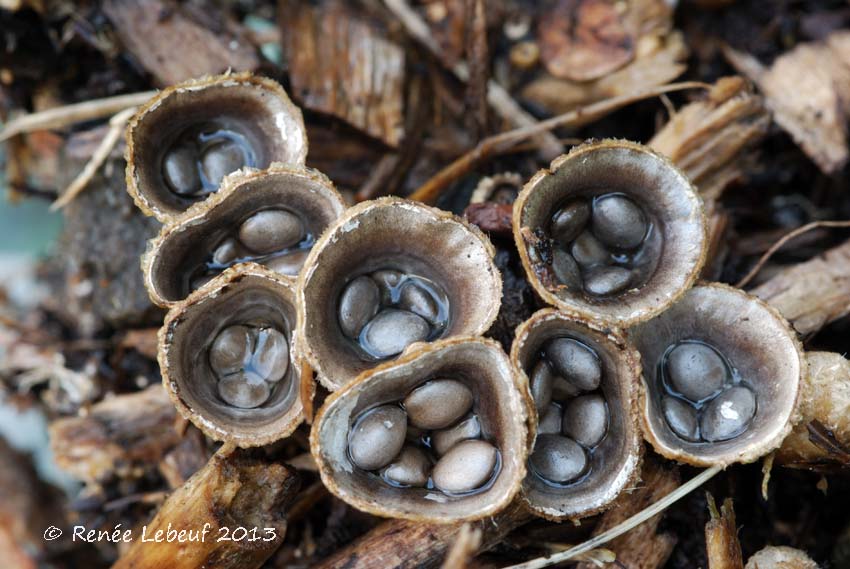 Cyathus olla image