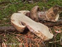 Cortinarius subolivascens image