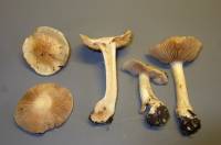 Cortinarius luteoarmillatus image