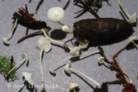 Hemimycena lactea image