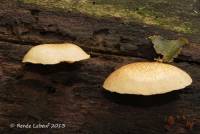 Crepidotus crocophyllus image