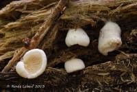 Entoloma depluens image