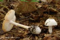 Amanita verna image