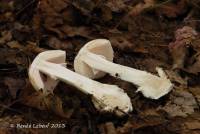 Amanita verna image