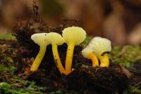 Hygrocybe parvula image