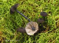 Entoloma anatinum image