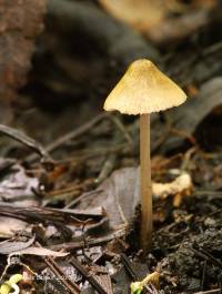 Entoloma flavoviride image