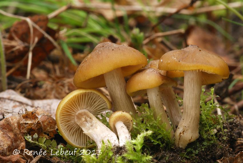 Entoloma fumosoluteum image