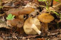 Entoloma fumosoluteum image