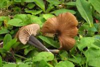 Entoloma sodale image