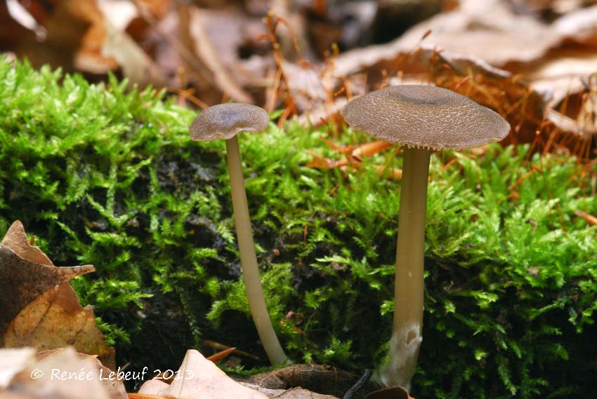 Entoloma undulatellum image